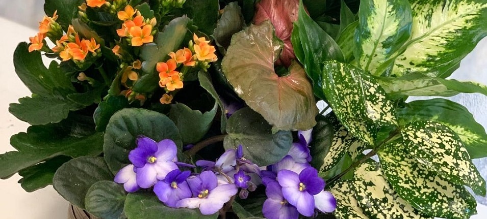 Beautiful Seasonal Flowers Banner